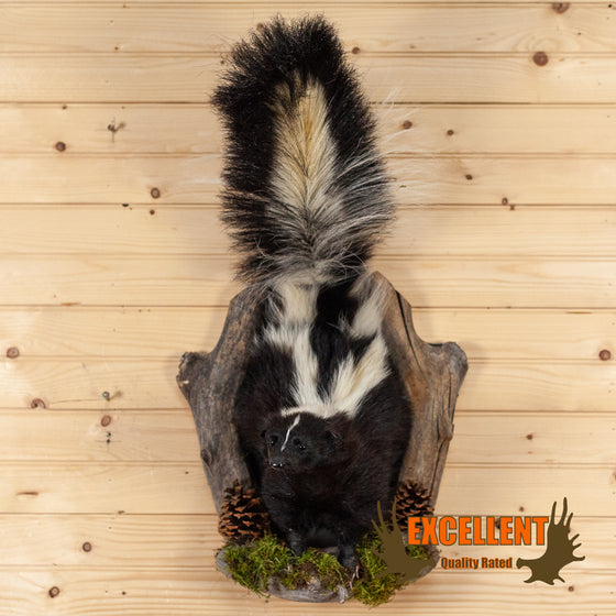 skunk full body taxidermy mount for sale