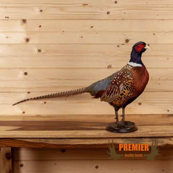 ringneck pheasant full body lifesize taxidermy mount for sale