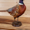 Premier Standing Ringneck Pheasant Taxidermy Mount GB4085