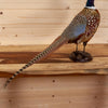 Premier Standing Ringneck Pheasant Taxidermy Mount GB4085