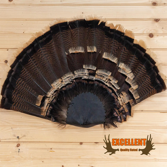 turkey tail fan wall mount for sale