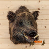 wild hog russian boar taxidermy shoulder mount for sale