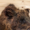 Premier Russian Boar Hog Taxidermy Mount SW6663