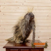 Full Body Porcupine Taxidermy Mount - SW6672
