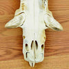 Animal Skulls for Sale - Red River Hog