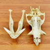 Skulls and Tusks for Sale at Safariworks Taxidermy Sales