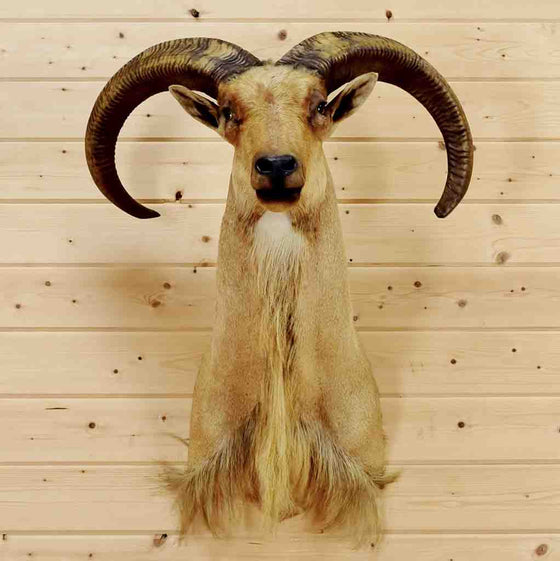 Aoudad Head for Sale