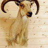 Mounted Aoudad Barbary Sheep for Sale