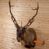 mountain porcupine caribou reindeer taxidermy shoulder mount for sale