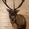 Premier Mountain Porcupine Caribou Reindeer Taxidermy Shoulder Mount BK7004