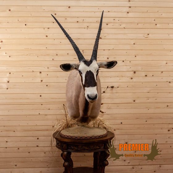 african gemsbok oryx taxidermy pedestal mount for sale