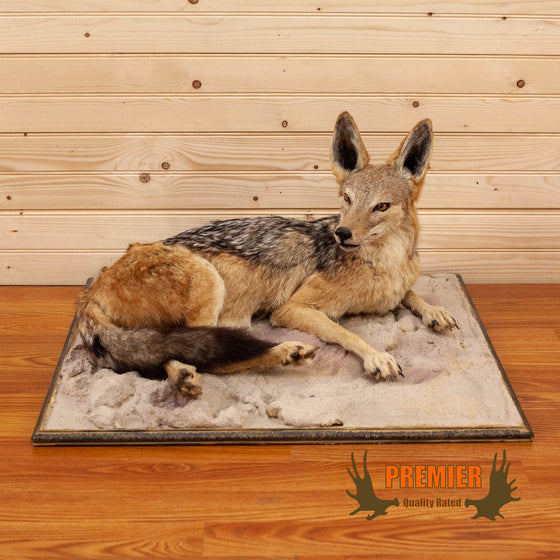 african black backed jackal full body taxidermy mount for sale
