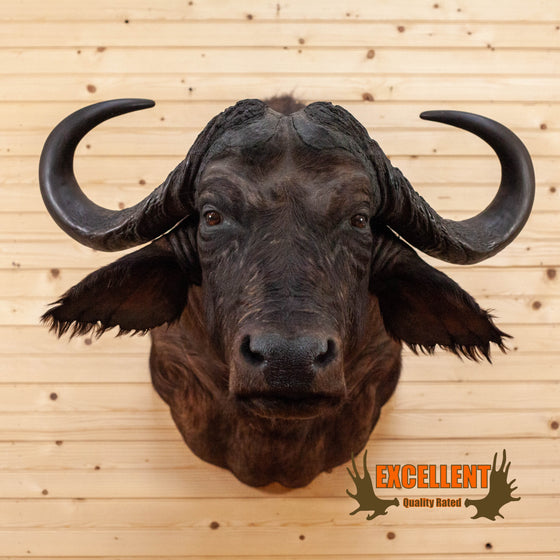 african cape buffalo taxidermy shoulder mount for sale