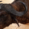 Excellent African Cape Buffalo Taxidermy Shoulder Mount BT8000