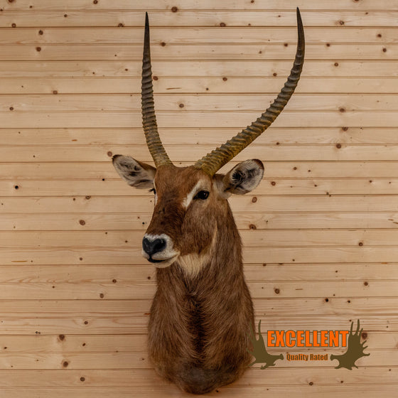 african waterbuck taxidermy shoulder mount for sale