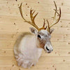 Caribou Taxidermy Mount for Sale