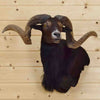 Black Hawaiian Ram Taxidermy Mount for Sale