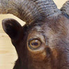 Taxidermied Ram Head for Sale