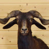 Black Hawaiian Sheep Head for Sale