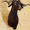 Taxidermied Black Hawaiian Sheep Head for Sale