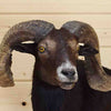Mounted Black Hawaiian Ram for Sale