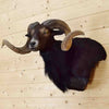 Mounted Black Hawaiian Ram Head