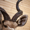 Nice African Kudu Taxidermy Shoulder Mount CS6026