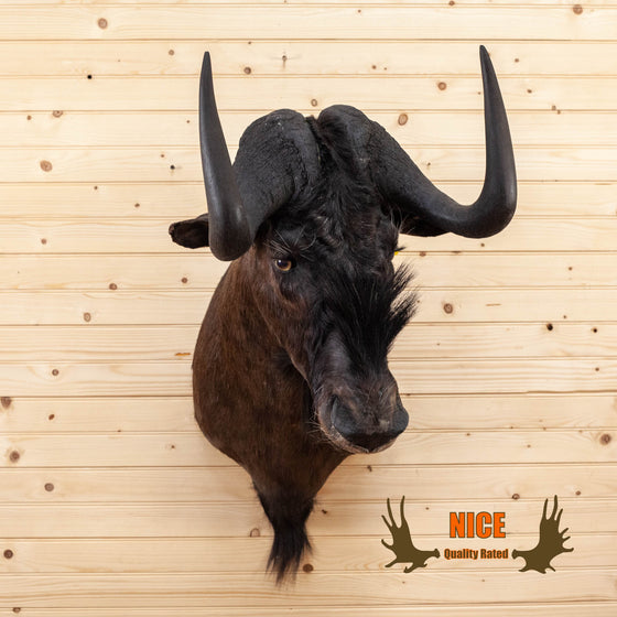 african black wildebeest taxidermy shoulder mount for sale