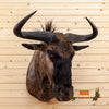 african blue wildebeest taxidermy shoulder mount for sale