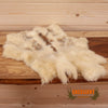 snowshoe hare pelt for sale