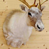 Caribou Taxidermy Head for Sale
