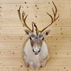Caribou Hunting Trophies for Sale