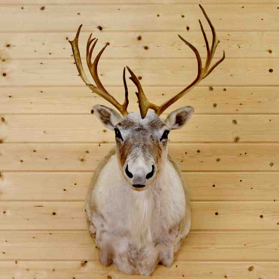 Caribou Mount for Sale