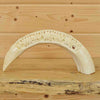 Hippo tusks for Sale
