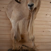 Excellent Aoudad Barbary Sheep Taxidermy Half Body Mount DD1909