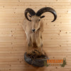 aoudad barbary sheep half body taxidermy mount for sale