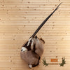 african gemsbok taxidermy shoulder mount for sale