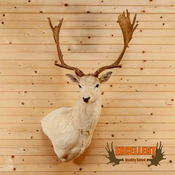 blonde fallow deer wall pedestal taxidermy mount for sale