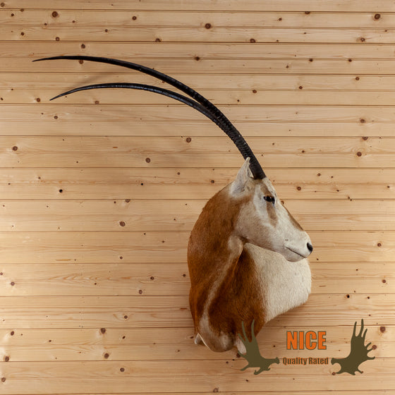 scimitar horned oryx wall pedestal taxidermy mount for sale