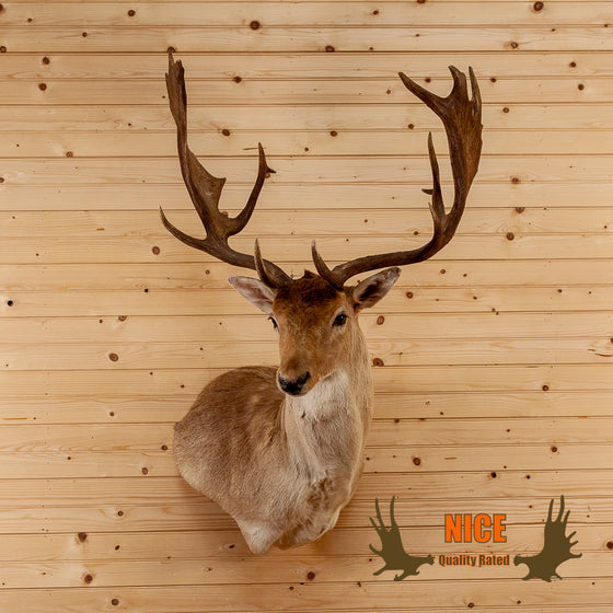 fallow deer wall pedestal taxidermy mount for sale