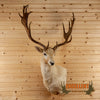 blonde fallow deer taxidermy mount for sale