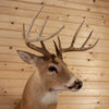 Excellent 10 Point Whitetail Buck Taxidermy Mount DD1930