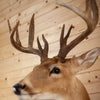 Excellent 11 Point 5X6 Whitetail Buck Taxidermy Mount DD1933