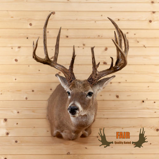 whitetail deer buck 18 point rack for sale