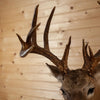 Fifteen Point 6X9 (Repro) Whitetail Buck Taxidermy Mount DD1940