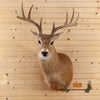 whitetail deer buck 10 point for sale