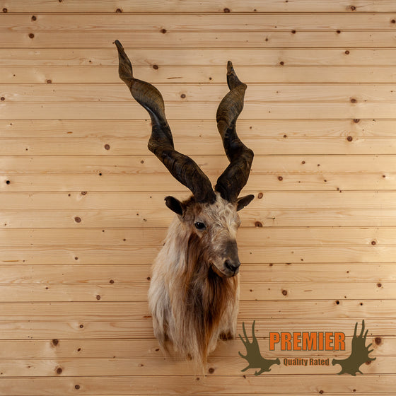 markhor screw horn goat taxidermy shoulder mount for sale