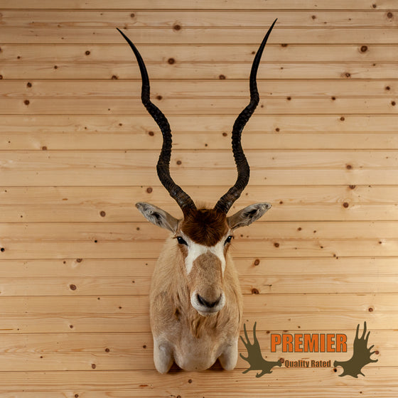 addax screw horn antelope taxidermy shoulder mount for sale