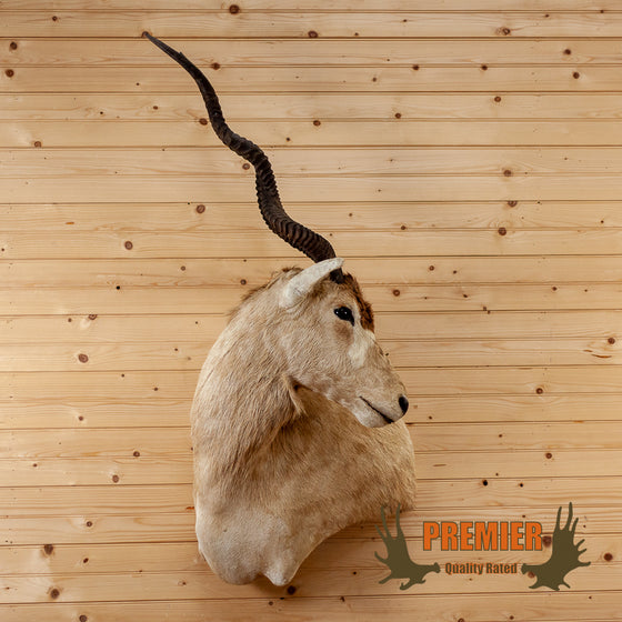 addax screw horn antelope taxidermy wall pedestal mount for sale