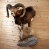 Excellent Mouflon Sheep Taxidermy Half Body Mount DD1948